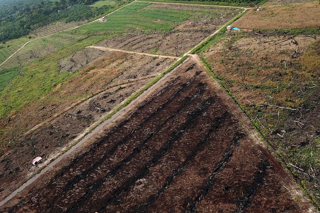 Deforestation Due to Climate Change 